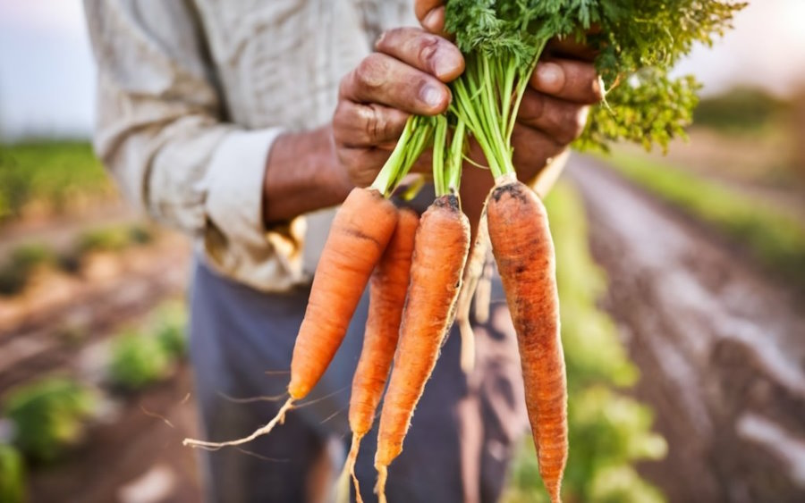 An Arab Farmer Holding A Bunch Of Carrots Just P